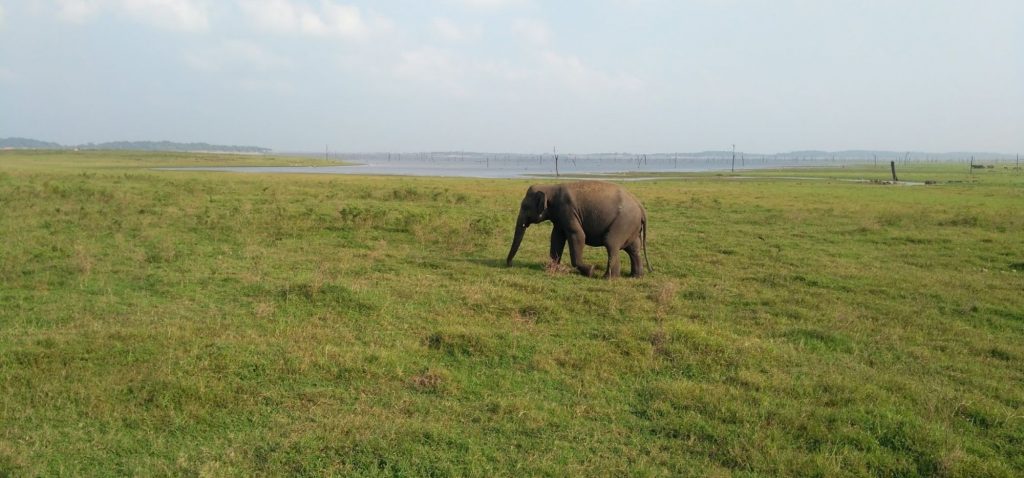 Nasze podróże - słonie na Sri Lance w Parku Narodowym Kaudulla