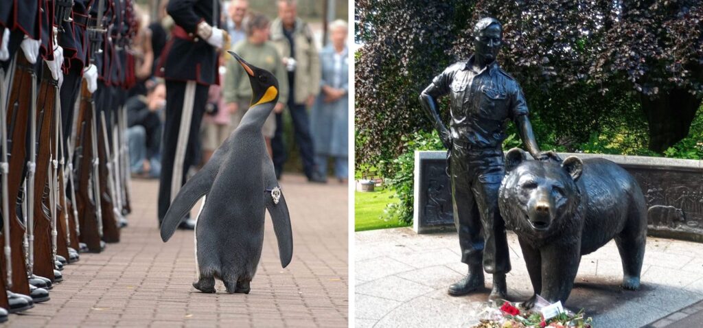Zwierz臋ta w Edynburgu - pingwiny i Mi艣 Wojtek