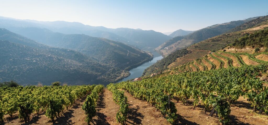 Dolina Duero - stąd pochodzi wino porto