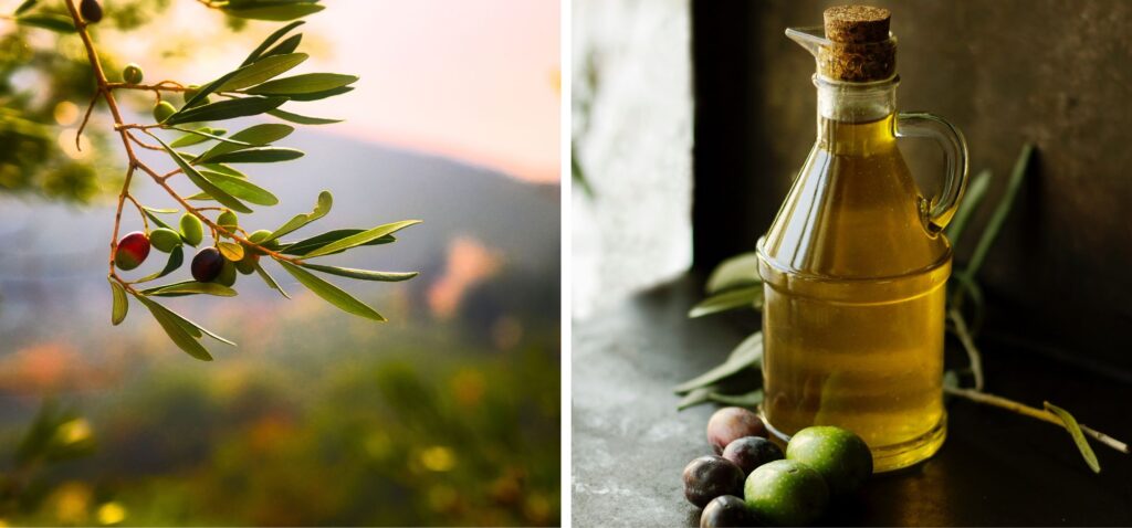 Drzewko oliwne i oliwa z pierwszego tÅ‚oczenia - Blog CityLove